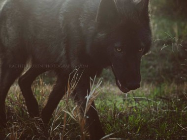 Ironwood Wolves – lucian – rachel lauren photography