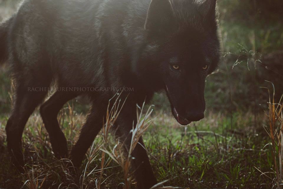 Ironwood Wolves – lucian – rachel lauren photography