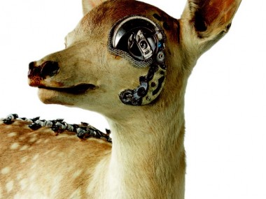 Lisa Black – Fixed Fawn / Taxidermy sculpture art