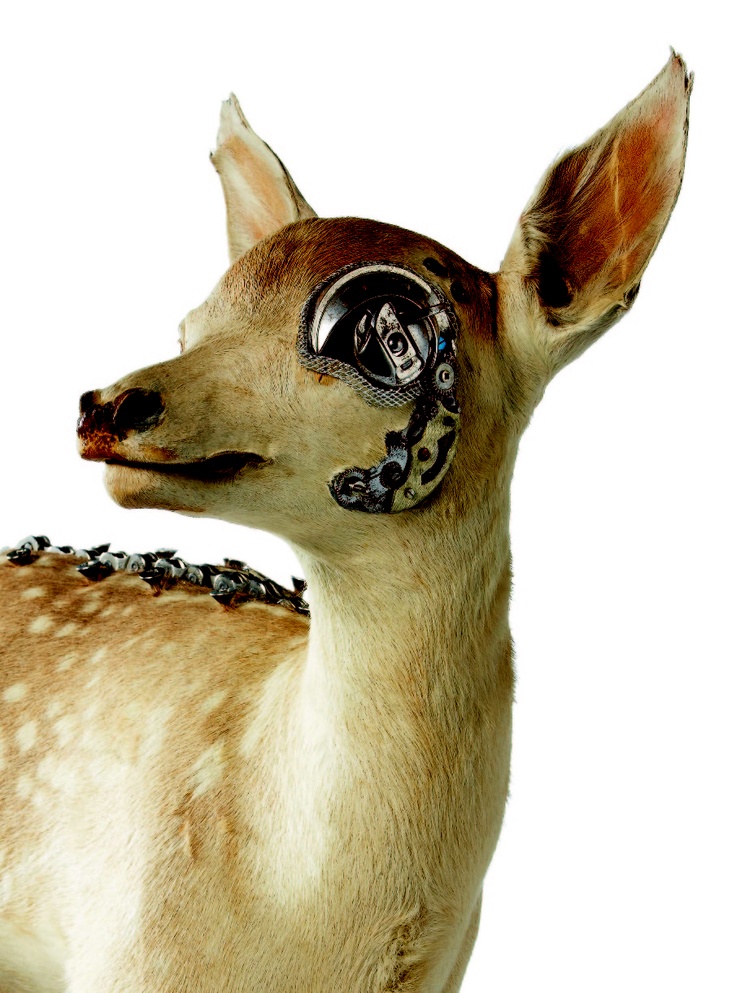 Lisa Black – Fixed Fawn / Taxidermy sculpture art