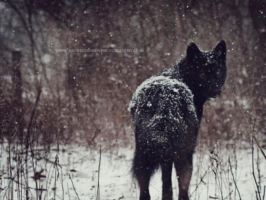 Lucian – rachel lauren photography- chien loup