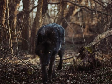 Lucian – rachel lauren photography – chien loup