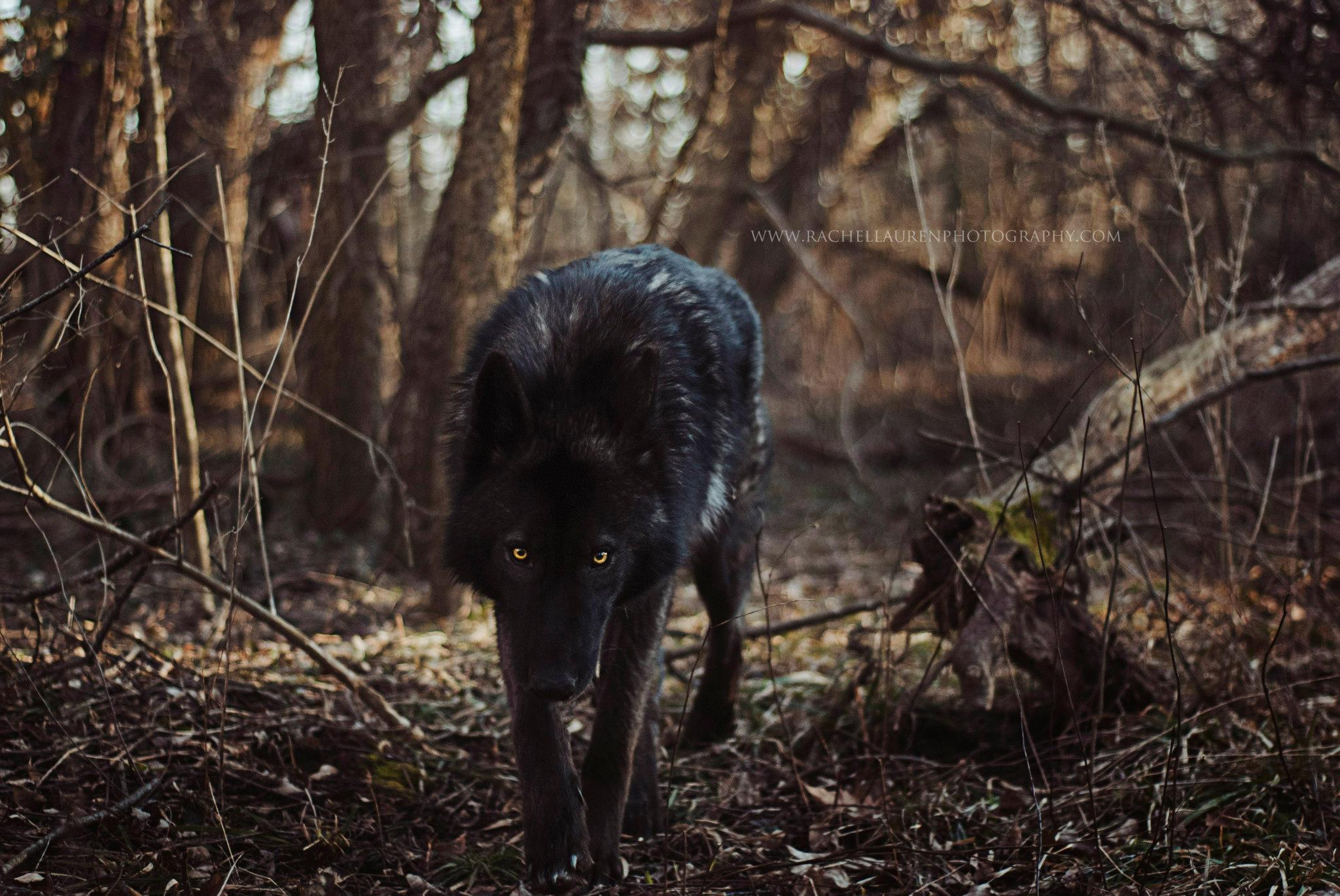 Lucian – rachel lauren photography – chien loup