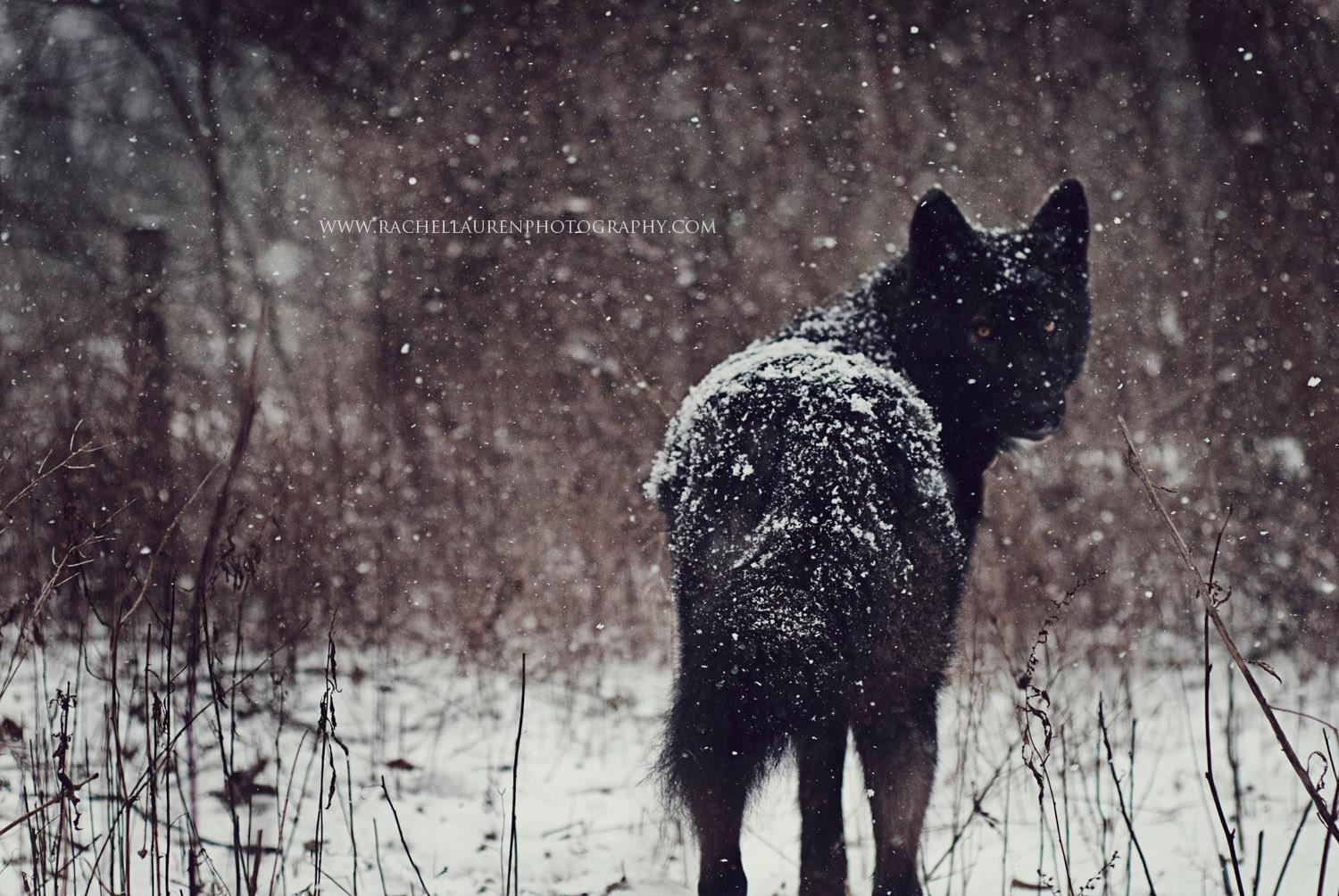 Lucian – rachel lauren photography- chien loup