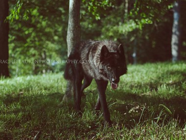 Lucian – wolfes – loup- chien-dog – rachel lauren photography