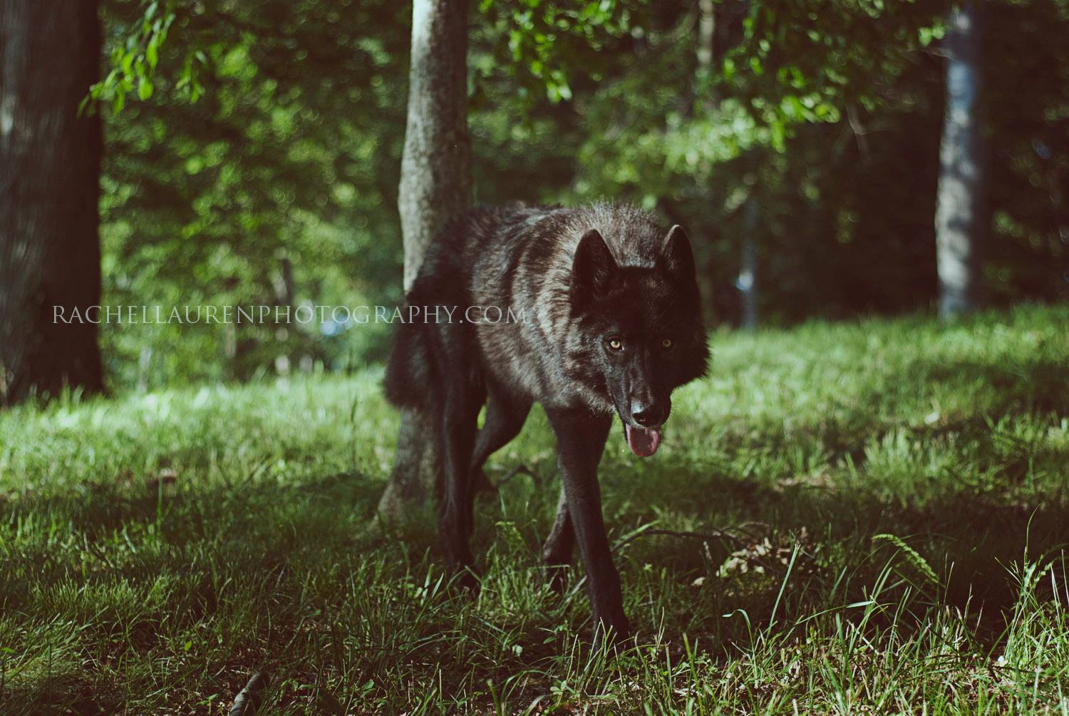 Lucian – wolfes – loup- chien-dog – rachel lauren photography