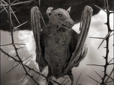 Nick Brandt – Calcified Bat II – damned tanzanie lake