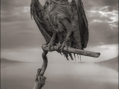 Nick Brandt – Calcified Fish Eagle, damned tanzanie lake