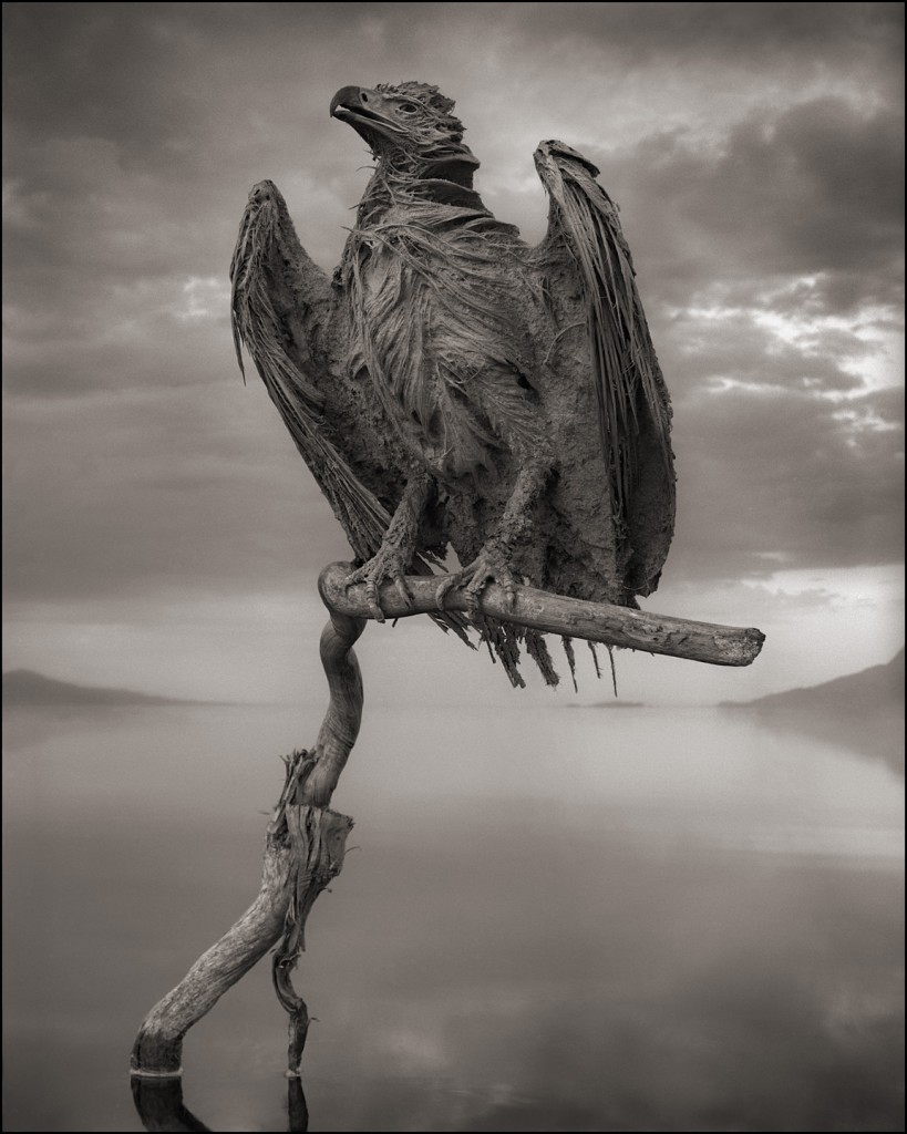 Nick Brandt - Calcified Fish Eagle, damned tanzanie lake