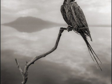 Nick Brandt – raven, damned tanzanie lake