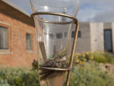 Peter Marlow, Dungeness Kent. The Experimental Station. Bird caught in the rain meter