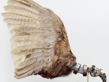 Pheasant Wings – Lisa Black 2012 / Taxidermy sculpture art