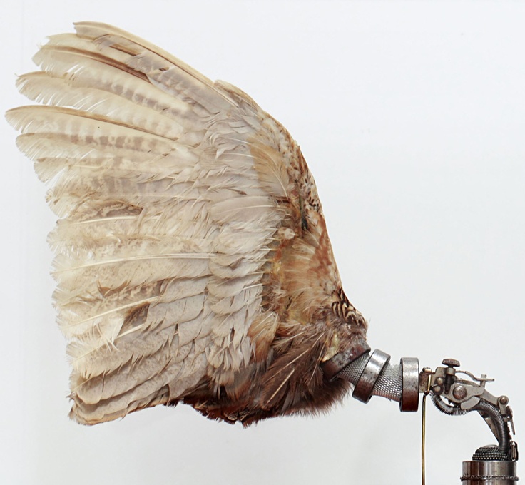 Pheasant Wings – Lisa Black 2012 / Taxidermy sculpture art