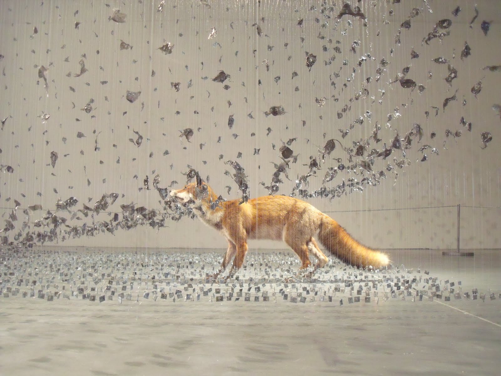 claire Morga, – taxidermy, – renard-fox – aerial taxidermy art