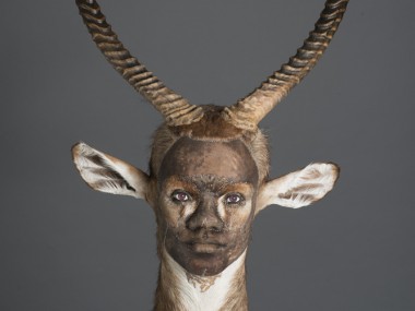 kate clark – taxidermy sculptures – Asserting His Influence