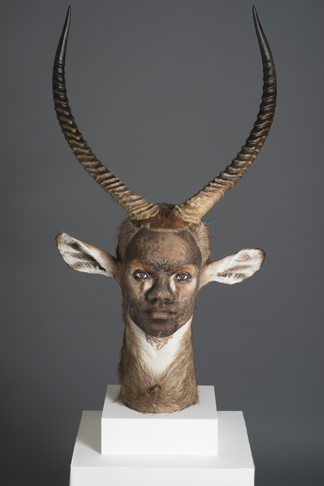 kate clark – taxidermy sculptures – Asserting His Influence