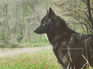 le chien qui se prenait pour un loup – rachel lauren photography