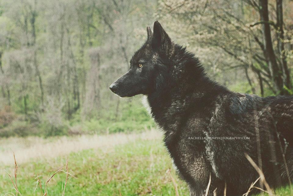 le chien qui se prenait pour un loup – rachel lauren photography