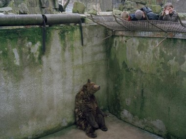 Peter Marlow, A bear sits alone in a pit in Kaliningrad zoo