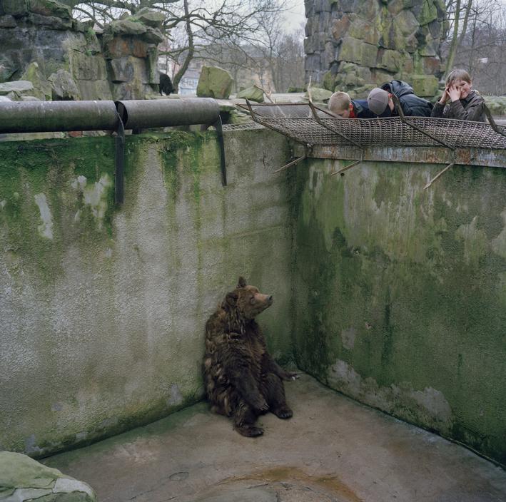 Peter Marlow, A bear sits alone in a pit in Kaliningrad zoo