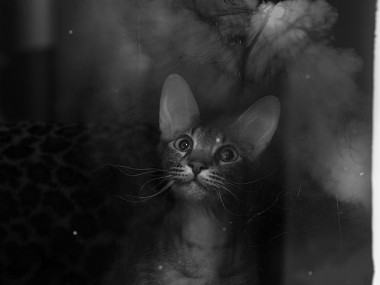 Alexey Sovertkov : photography cat