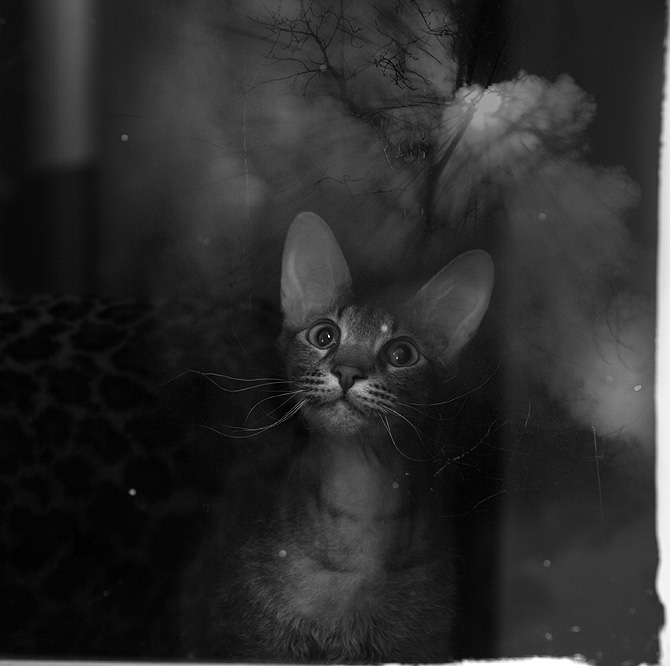 Alexey Sovertkov : photography cat