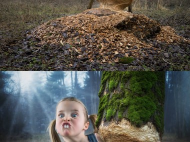 John Wilhelm is a photoholic – Just a little beaver / retouches photos