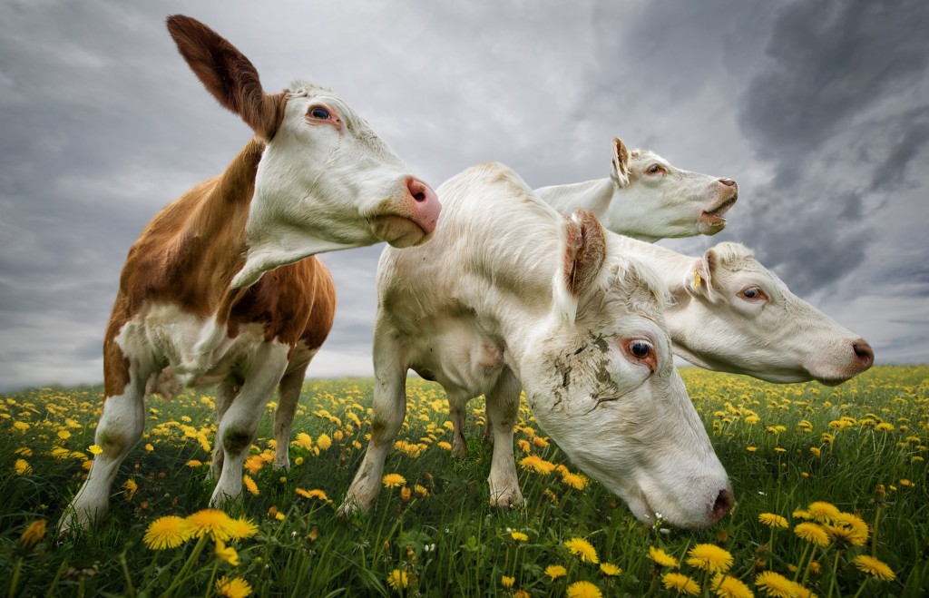 John Wilhelm is a photoholic -The Horde / retouches photos