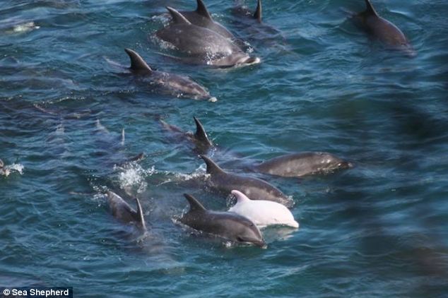 article-massacre dauphin japon - dauphin albinos