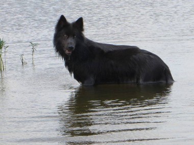 Chien Blue Bay Shepherds – chien à l’apparence d’un loup (USA)