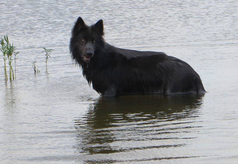 Chien Blue Bay Shepherds – chien à l’apparence d’un loup (USA)