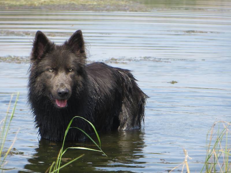 Chien Blue Bay Shepherds – chien à l’apparence d’un loup (USA) ©/Ohanzee