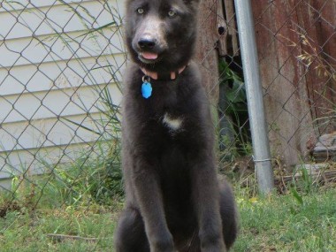 Chien Blue Bay Shepherds – chien à l’apparence d’un loup (USA)