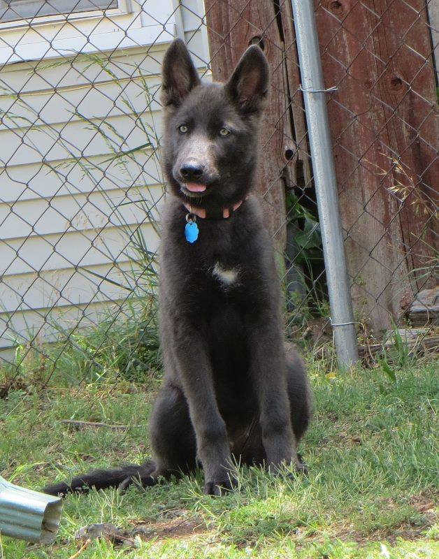 Chien Blue Bay Shepherds – chien à l’apparence d’un loup (USA)