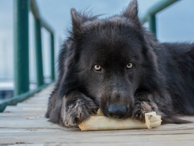 Chien Blue Bay Shepherds – chien à l’apparence d’un loup (USA)
