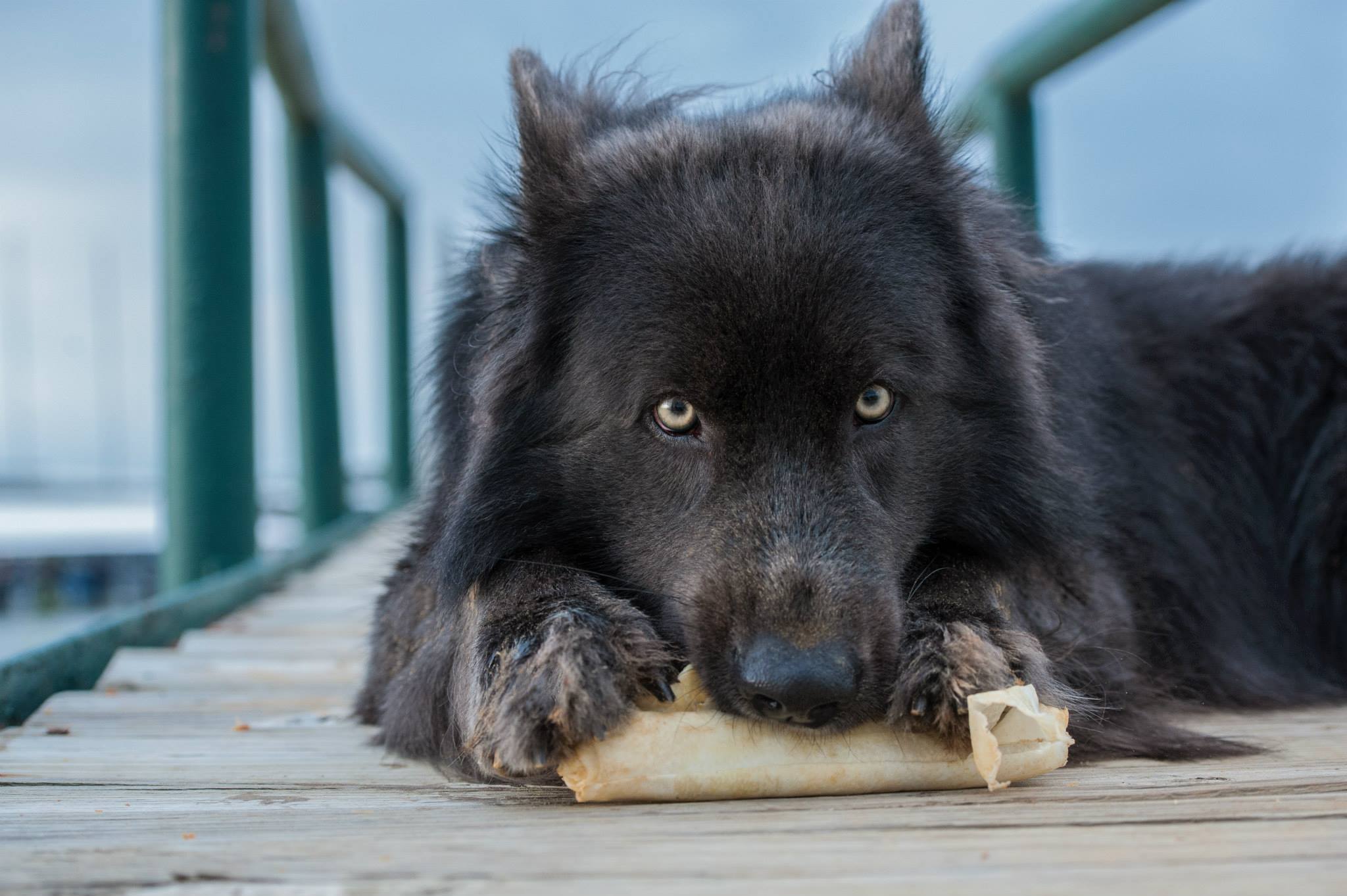 Chien Blue Bay Shepherds – chien à l’apparence d’un loup (USA)