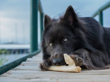 Chien Blue Bay Shepherds – chien à l’apparence d’un loup (USA)