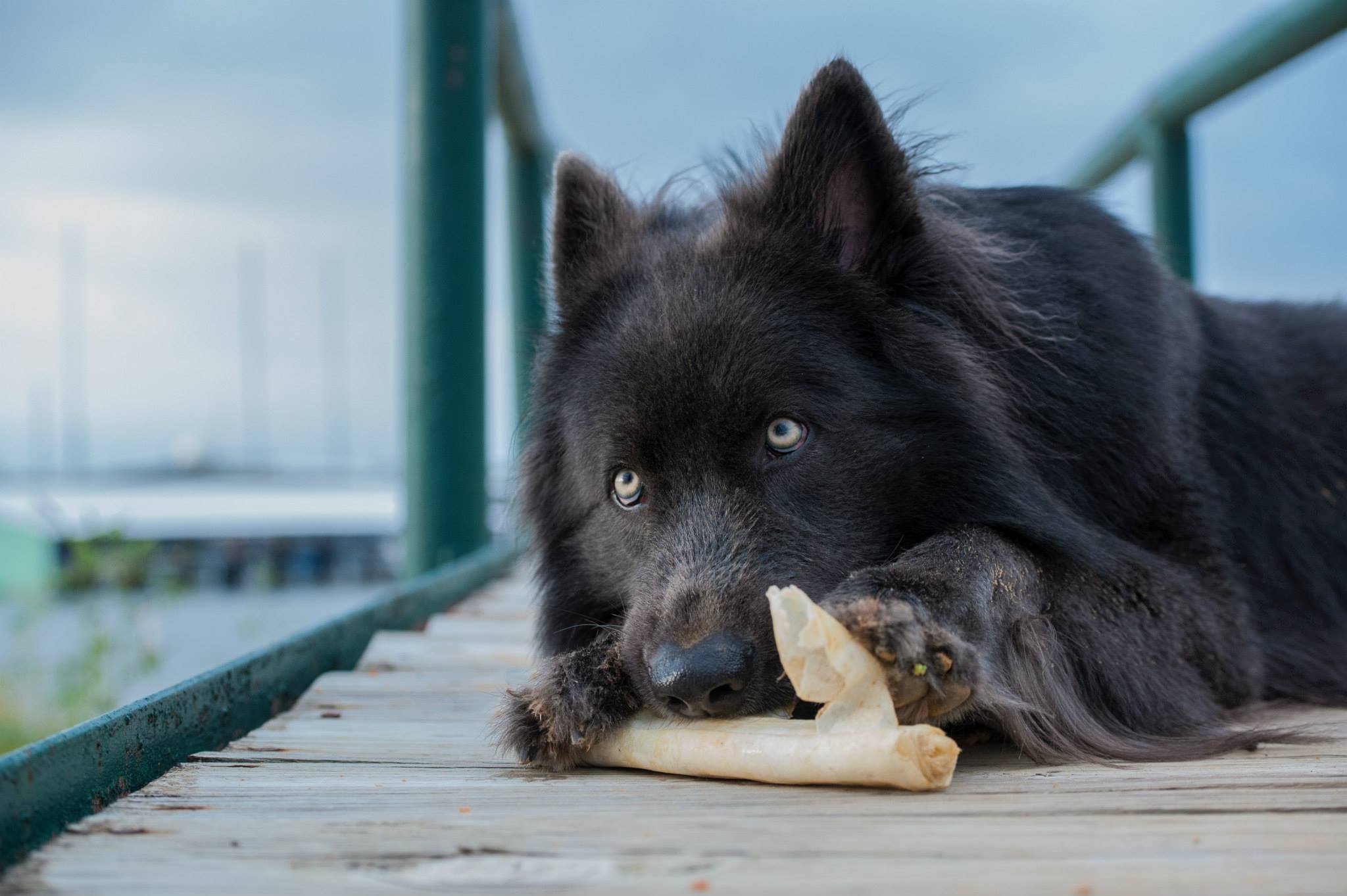 Chien Blue Bay Shepherds – chien à l’apparence d’un loup (USA)