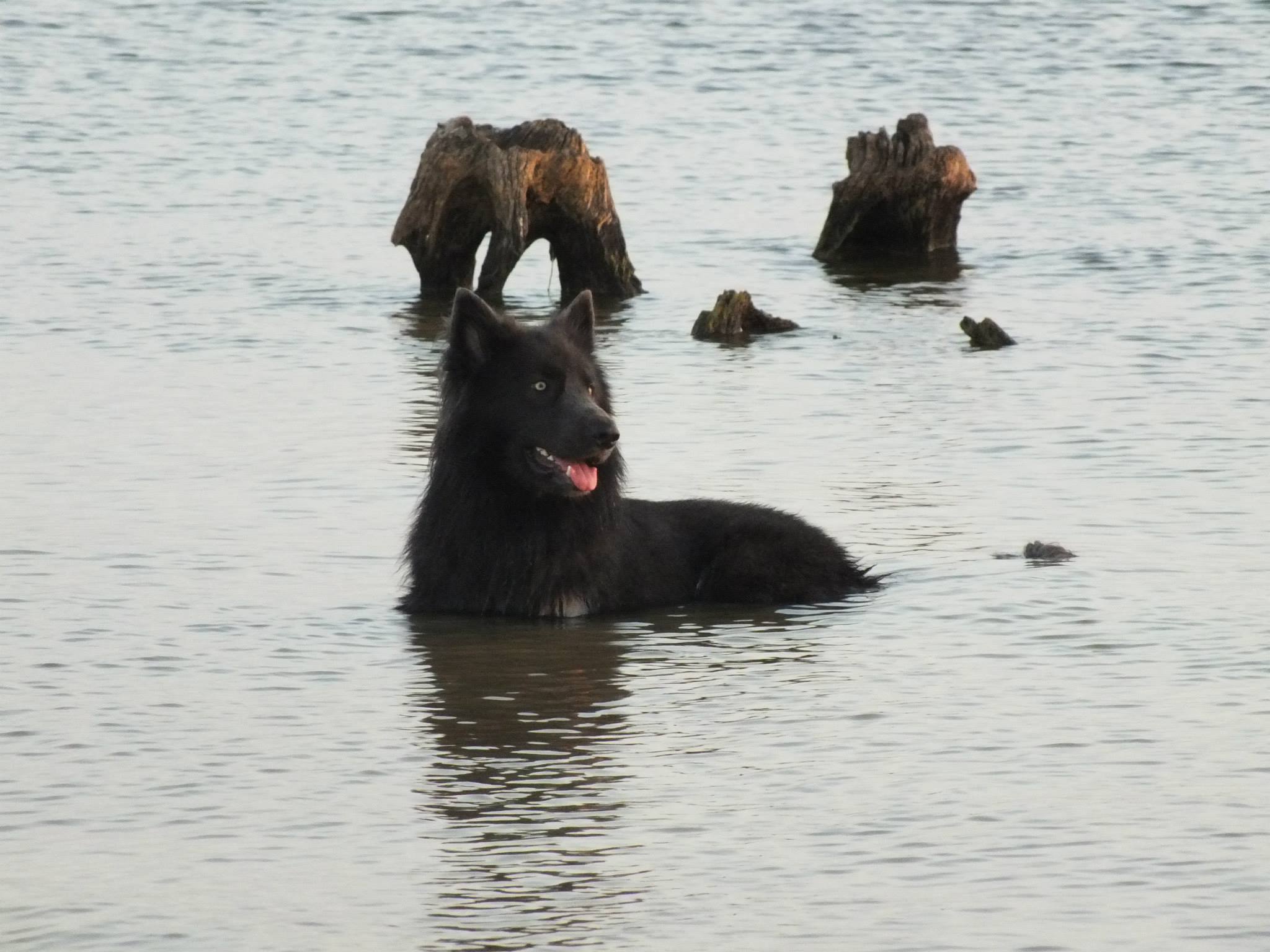 Chien Blue Bay Shepherds – chien à l’apparence d’un loup (USA)