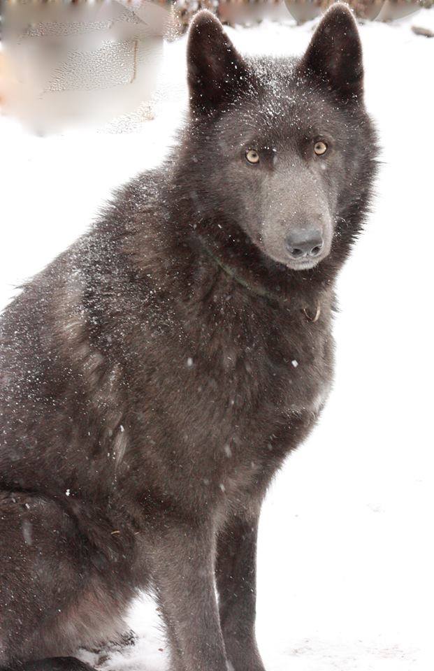 Chien Blue Bay Shepherds – chien à l’apparence d’un loup (USA)