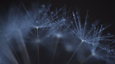 Wallpaper / Fond d’ecran / Dandelion / 2560 x 1440 px