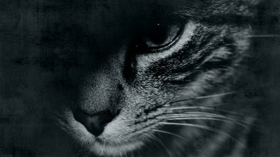 Free Wallpaper / Chat / Cat / Timousse / 2560 x 1440 px – 27″