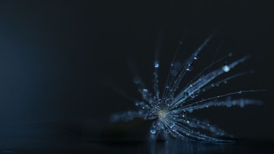 Fond d’ecran / Wallpaper Dandelion / 2560 x 1440 px