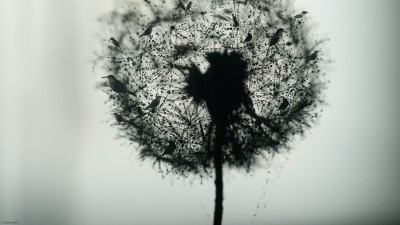 Fond d’ecran / Wallpaper Dandelion birds / 2560 x 1440 px