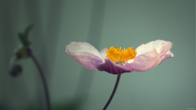 Fond d’ecran – Wallpaper / Fleurs / 2560 x 1440 px