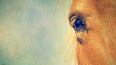 Fond d’ecran – Wallpaper / Horse dreaming / 2560 x 1440 px
