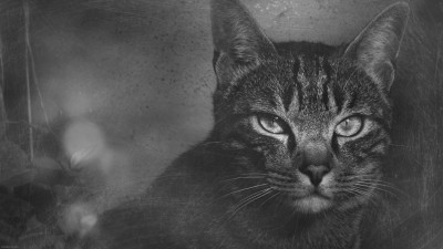Fond d’ecran / Wallpaper monTiTi / Chat – Cat portrait / 2560 x 1440 px