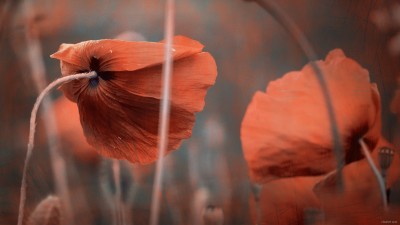 Fond d’ecran / wallpaper – Poppy / 2560 x 1440 px