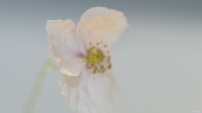 Fond d’ecran – Wallpaper / White Poppy – Coquelicot blanc / 2560 x 1440 px