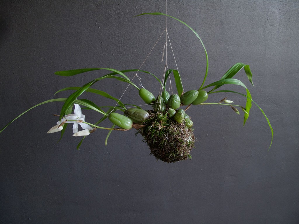 Fedor van der Valk - aerial garden decoration